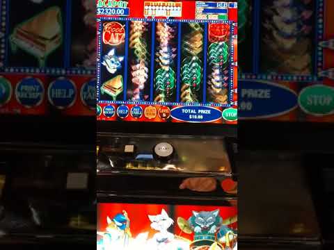 Cool catz slot machine